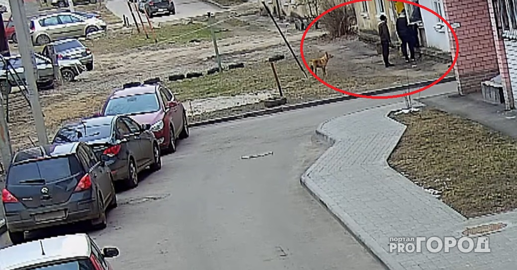 Трое воришек и собака под прицелами видеокамер через окно «обнесли» квартиру на Пятерке