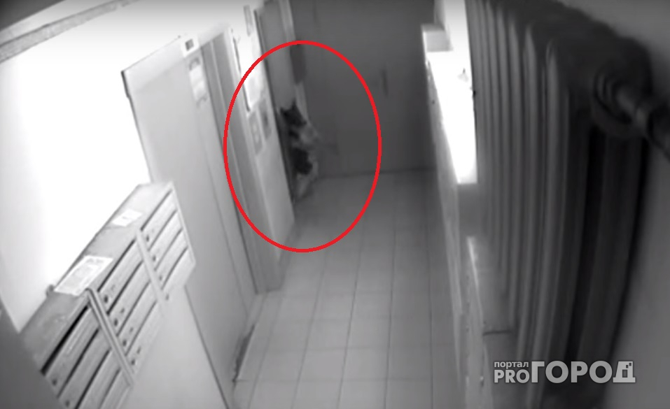 В Ярославле в объектив видеокамеры попала собака, которую едва не убил лифт