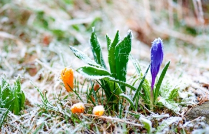 Ярославское МЧС предупреждает о заморозках в последнюю ночь весны