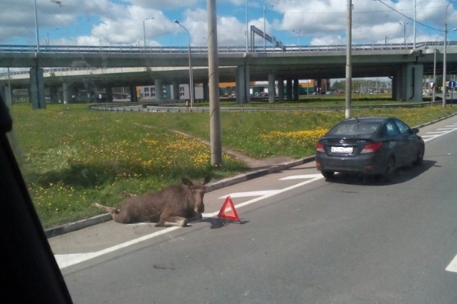 За первые выходные июня на ярославских дорогах сбили 6 лосей
