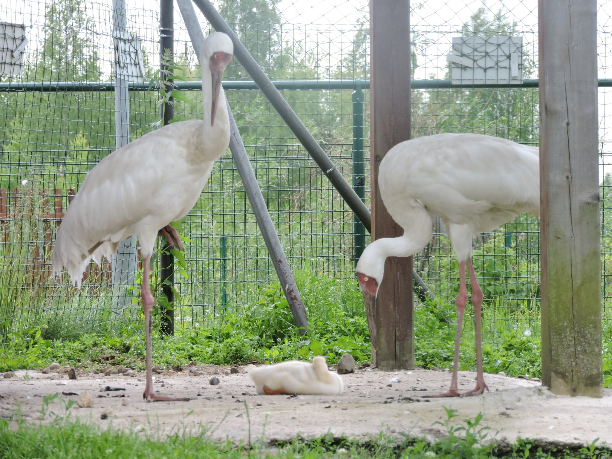 В Ярославском зоопарке краснокнижные стерхи воспитывают приемного птенца