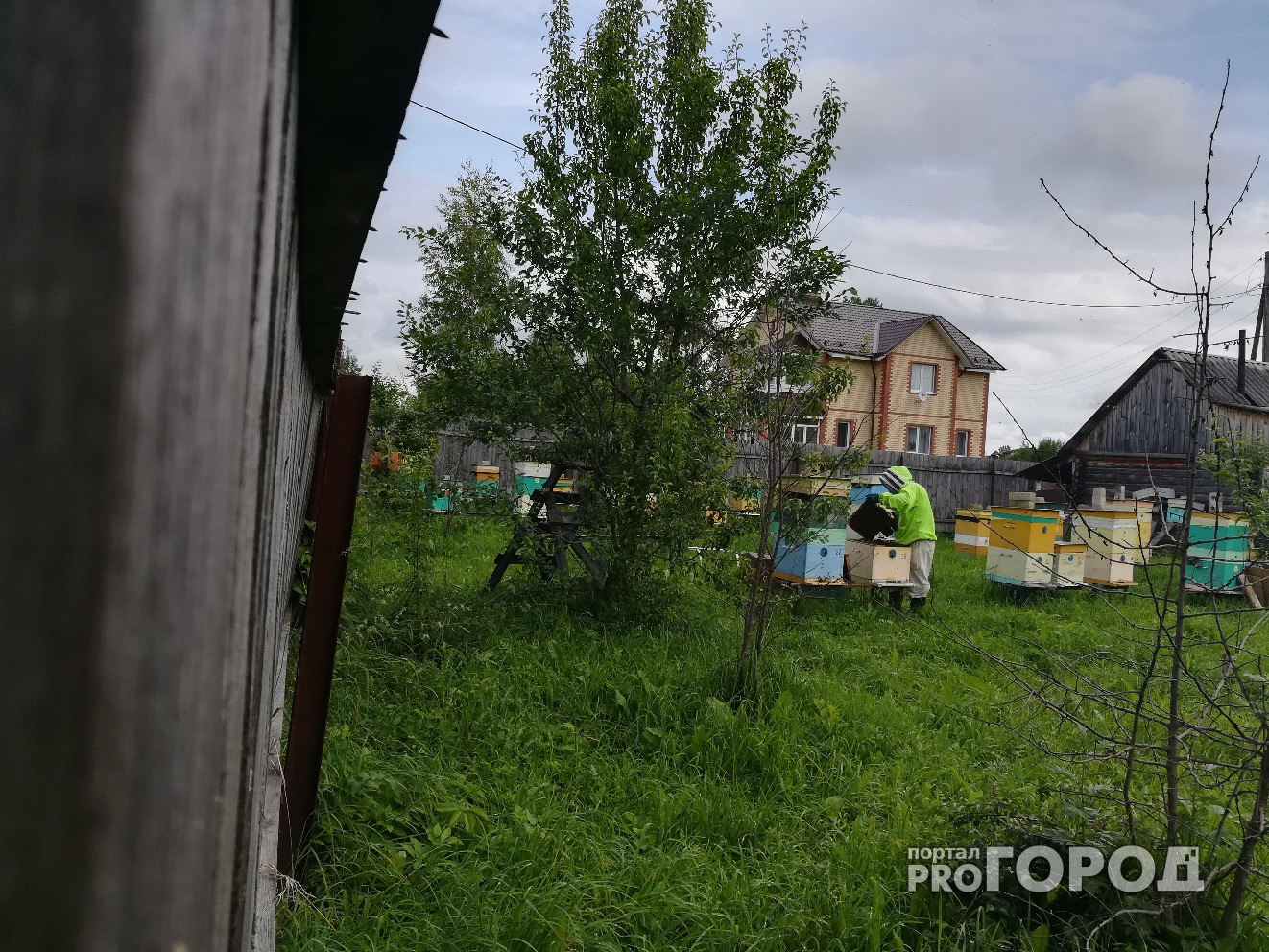 Соседям ярославского пасечника посоветовали обратиться в суд