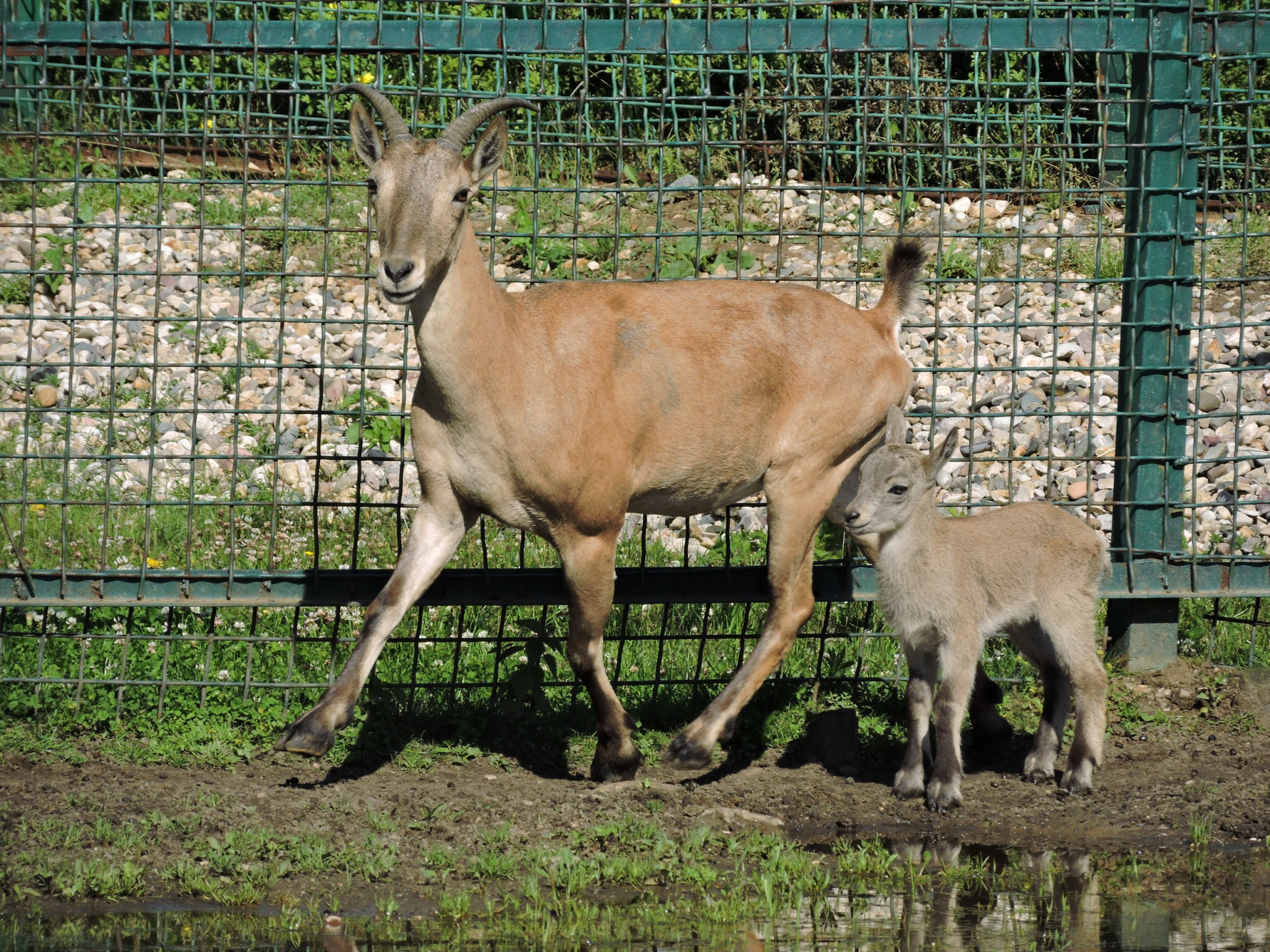 В Ярославле у пары редких восточнокавказских козлов появился детеныш