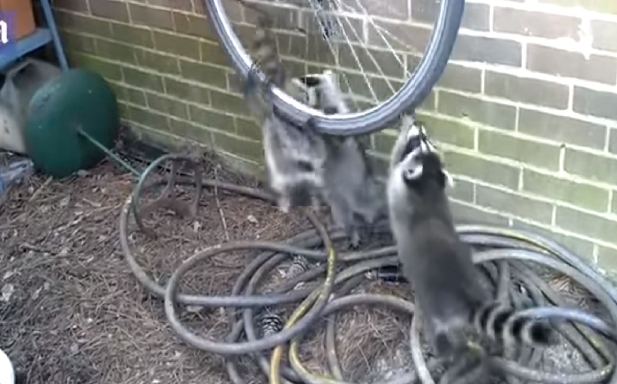 Три енота подрались, пытаясь поделить велосипед (видео)