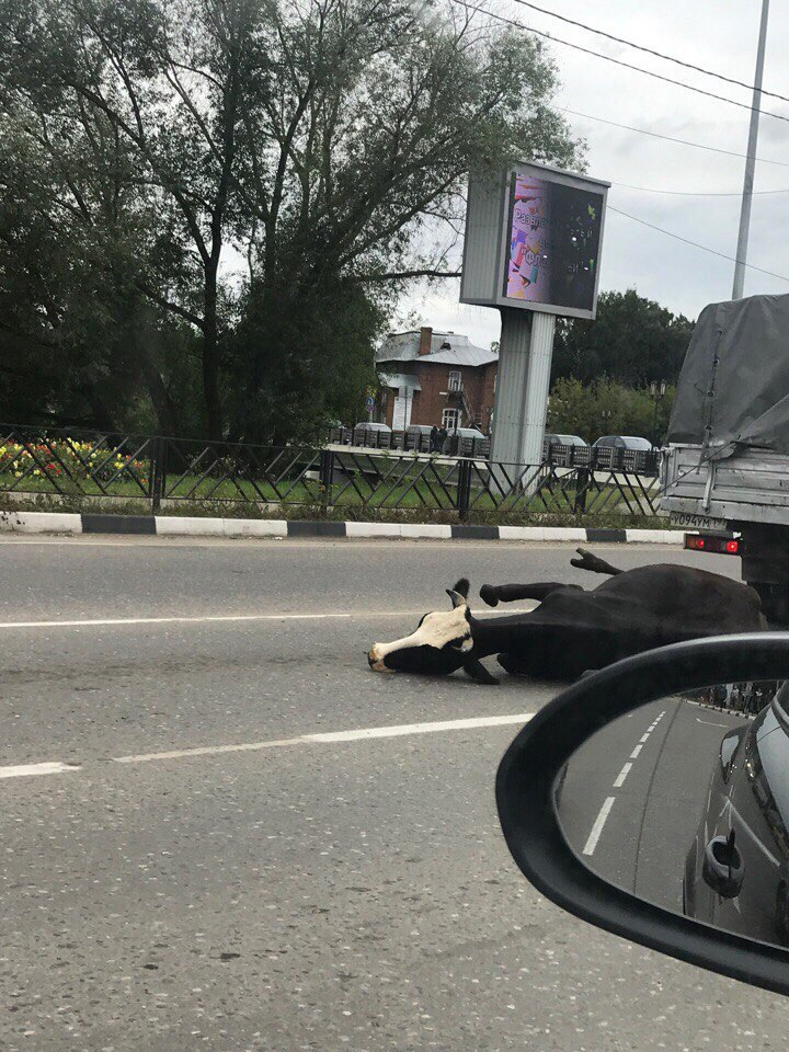 В Переславле корова выпрыгнула из машины на ходу