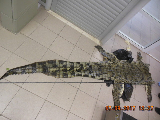 В Ярославль на самолете привезли шкуру африканского крокодила