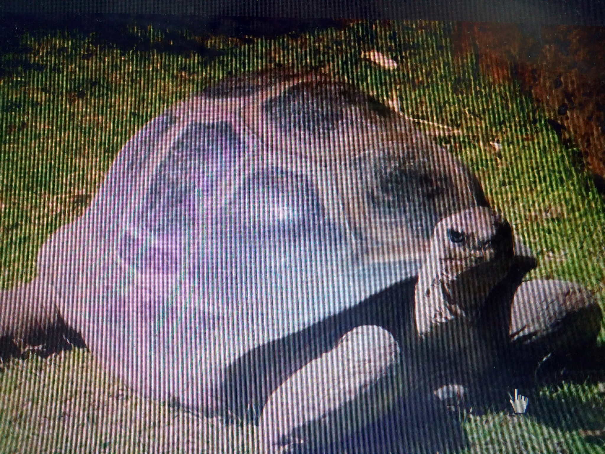 Новости России и мира: на пляже обнаружили 700-килограммовую черепаху