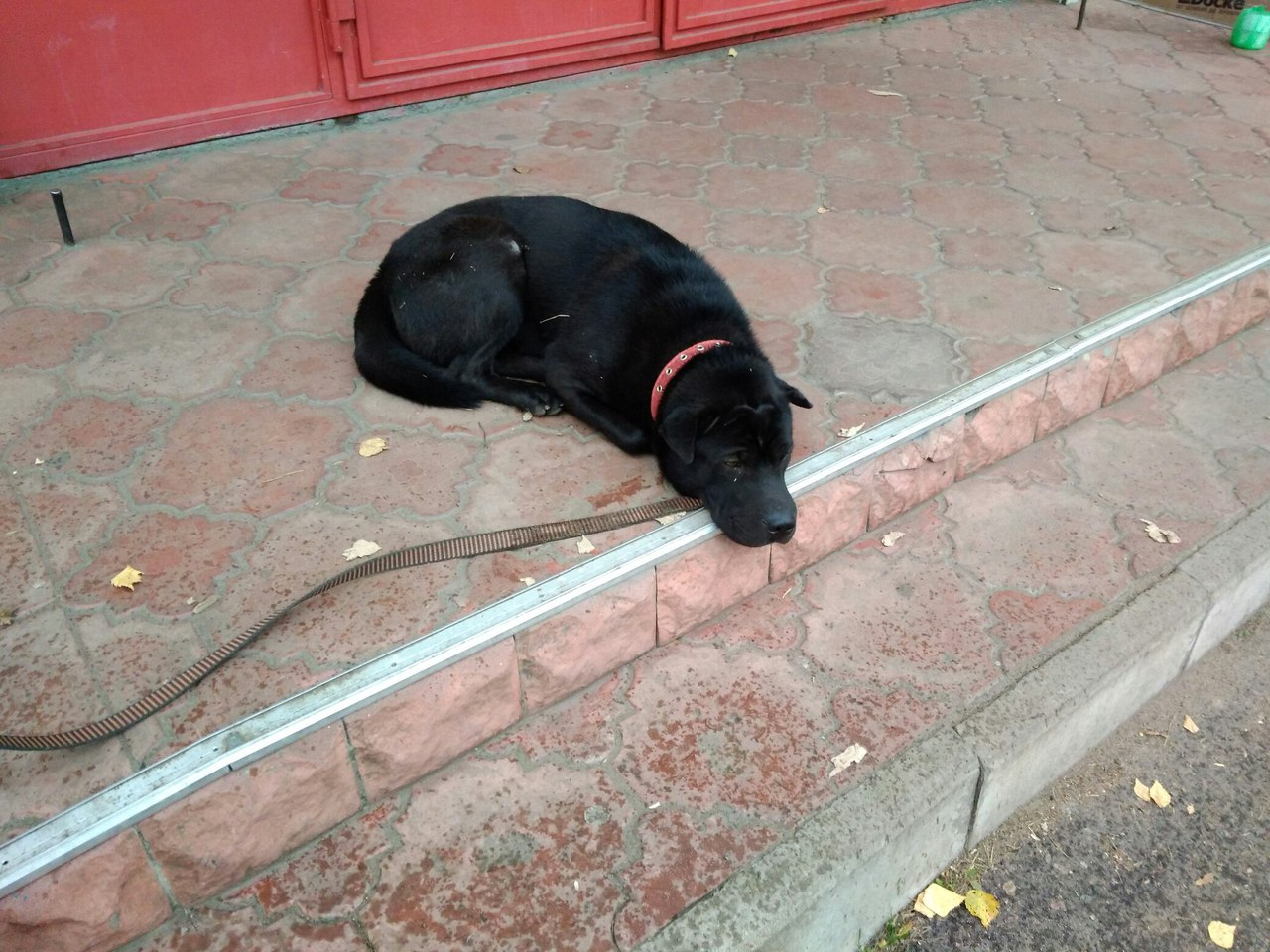Под Ярославлем брошенная хозяйкой собака провела на привязи полдня