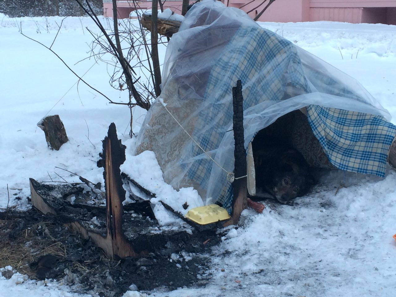 В Ярославле живодеры подожгли будку вместе с собакой