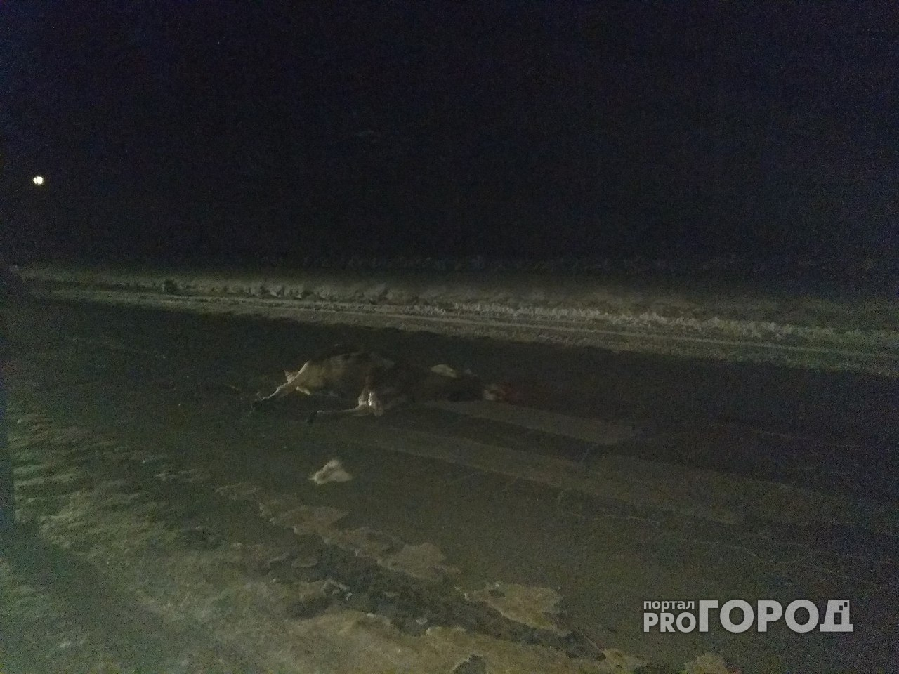 В Ярославской области водитель сбил лосёнка и уехал: фото с места