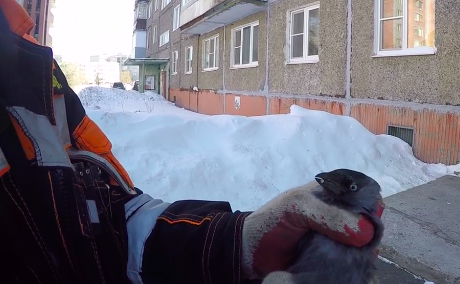 Они идут на помощь: ярославские спасатели вытащили птицу из капкана