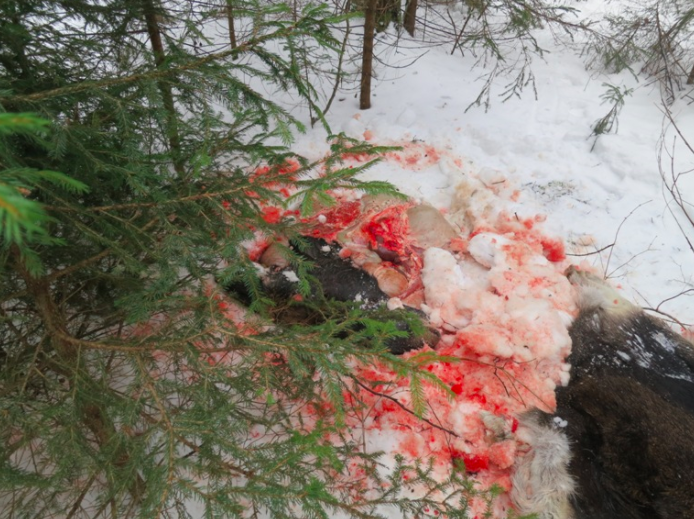 В Ярославской области парень застрелили беременную лосиху