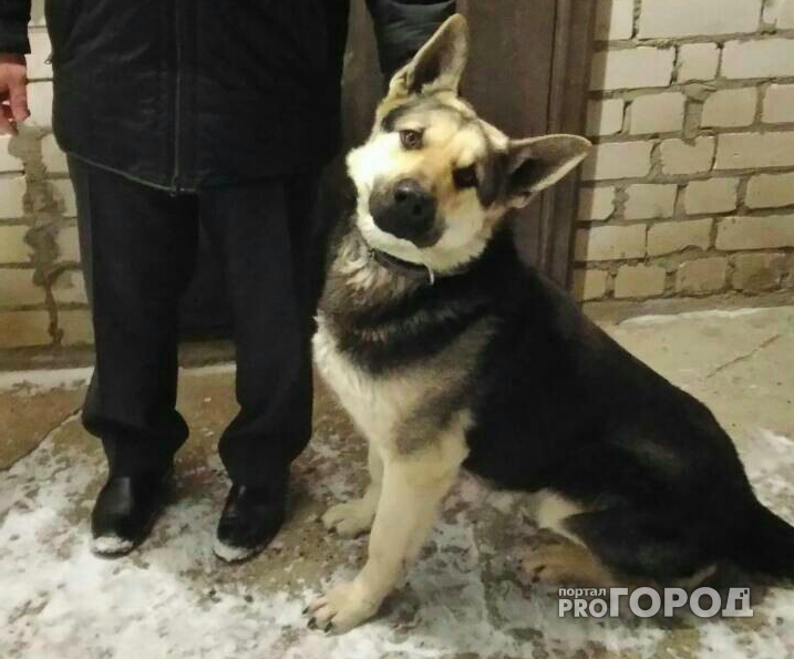 Оказался не нужен: в Ярославле хозяева хотят усыпить молодую овчарку