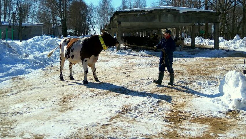 В Ярославской области оценили генетические ресурсы лучших быков производителей