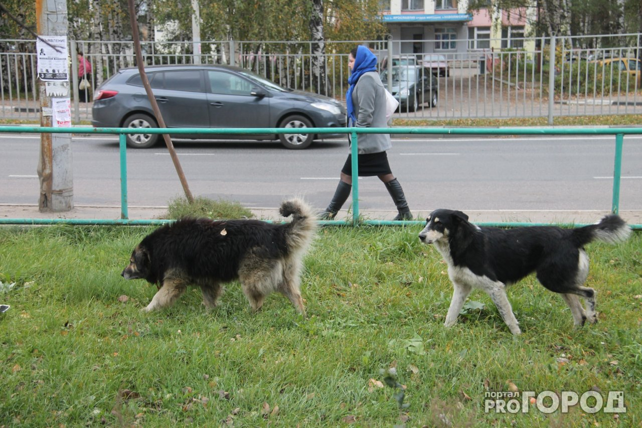 В Ярославле появятся 10 площадок для выгула собак, но все  в одном районе