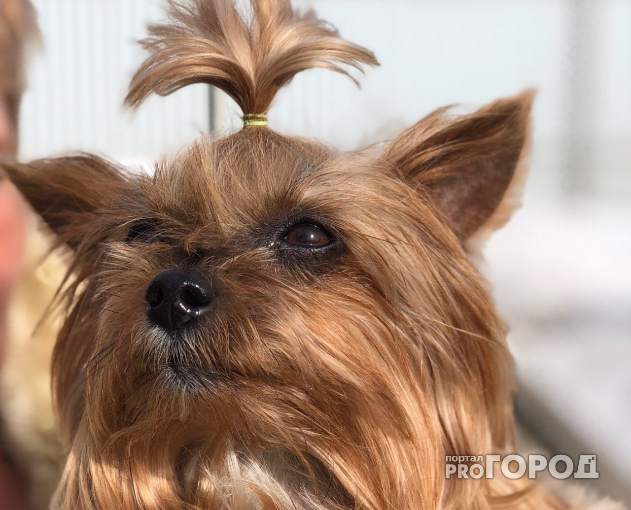 «Солнечный пёс»: «Pro Город» разыгрывает подарки за фото весенних питомцев