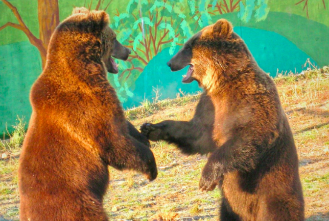 В этом году братья-медведи в ярославском зоопарке спали дольше