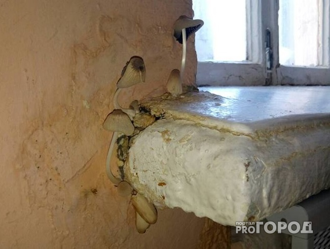 В коридоре ярославской школы выросли грибы