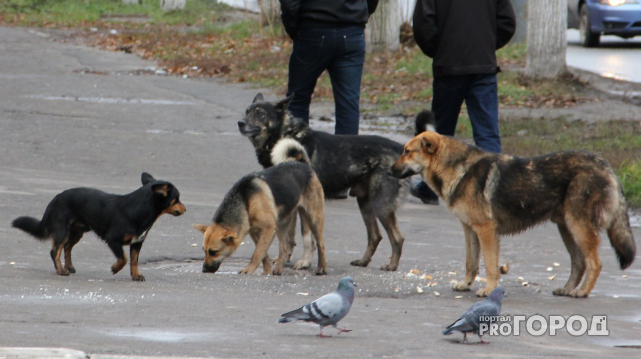 В Ярославле догхантеры объявили новую охоту на собак