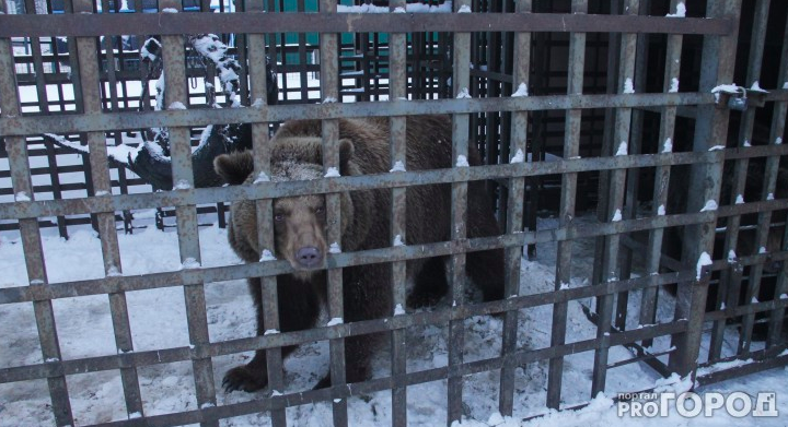 Печальная судьба: из ярославского кафе сбежали два медведя