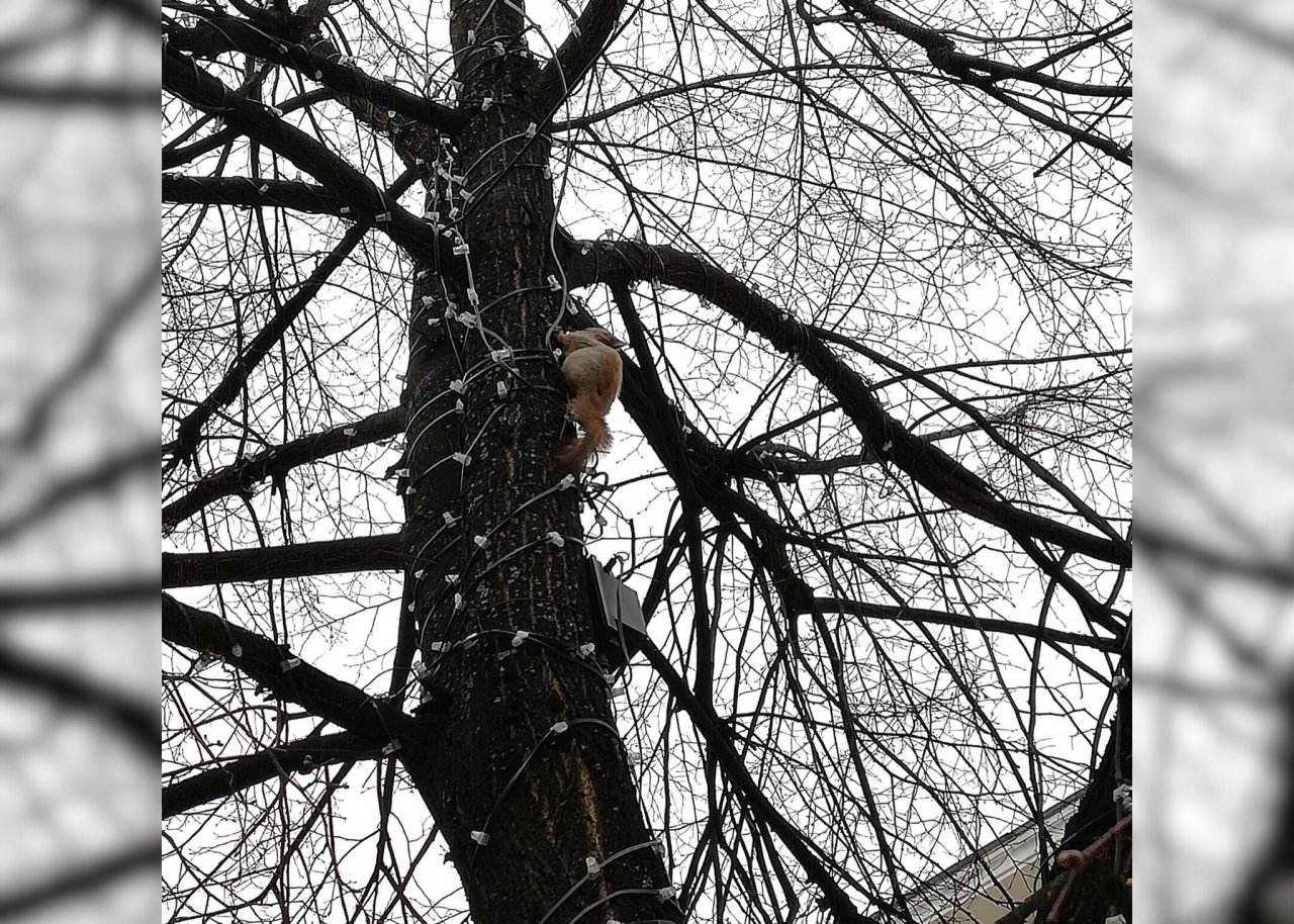 В самом центре Ярославля на дереве увидели белку: фото