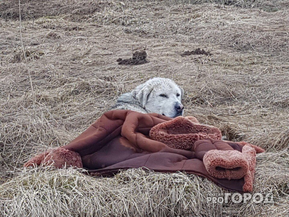 Под Ярославлем сбитая автобусом собака целую неделю лежала в поле