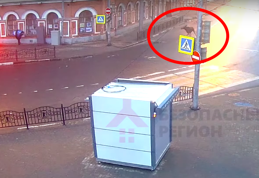 Скакал через заборы и пугал прохожих: гуляющий по центру Ярославля лось попал на видеокамеры