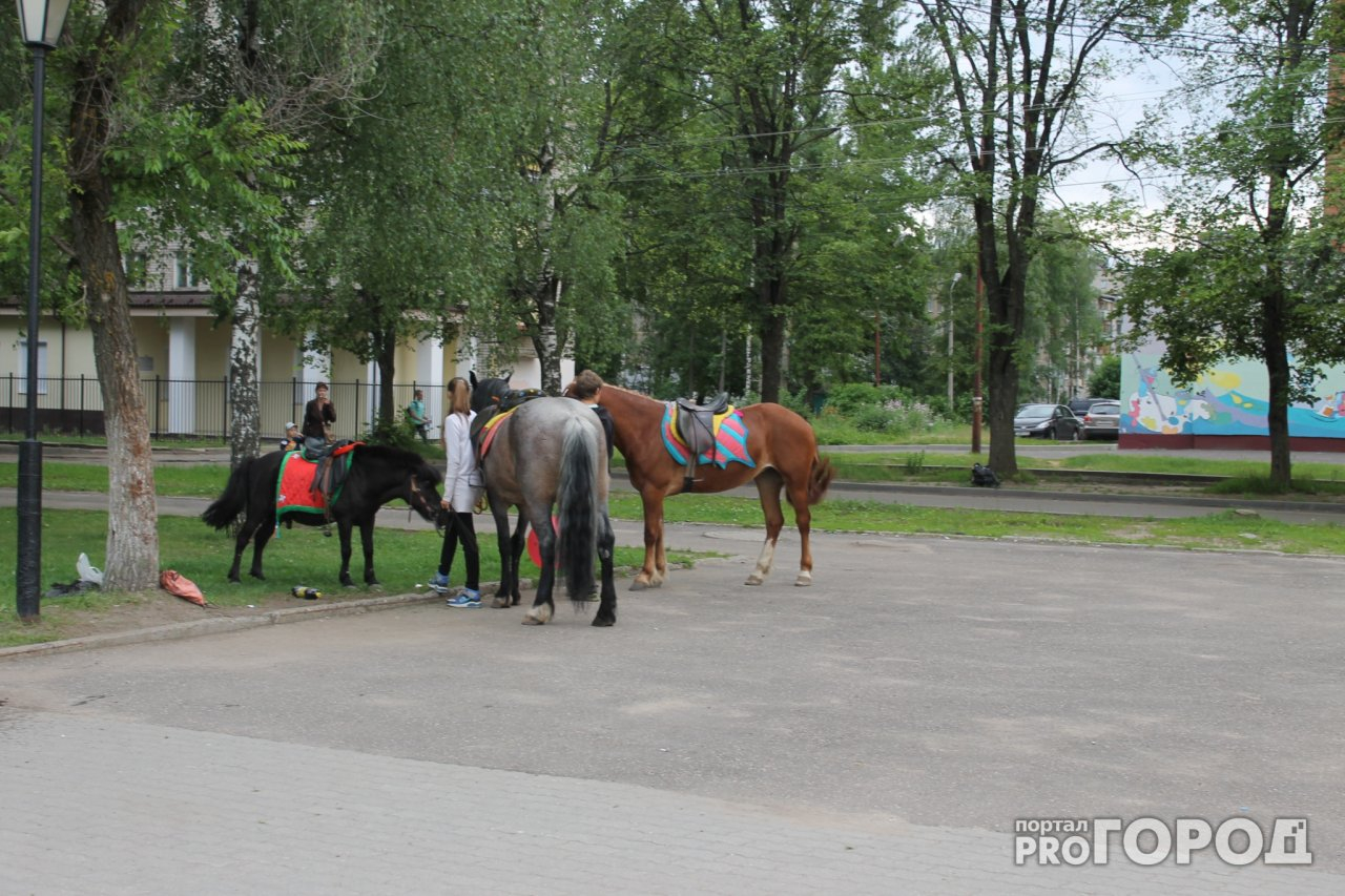 Опять нарушают: мэр Ярославля возобновил борьбу с катанием на лошадях