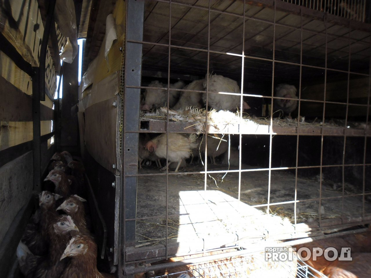 Курицы без документов: под Ярославлем на трассе задержали цыпочек в грузовике