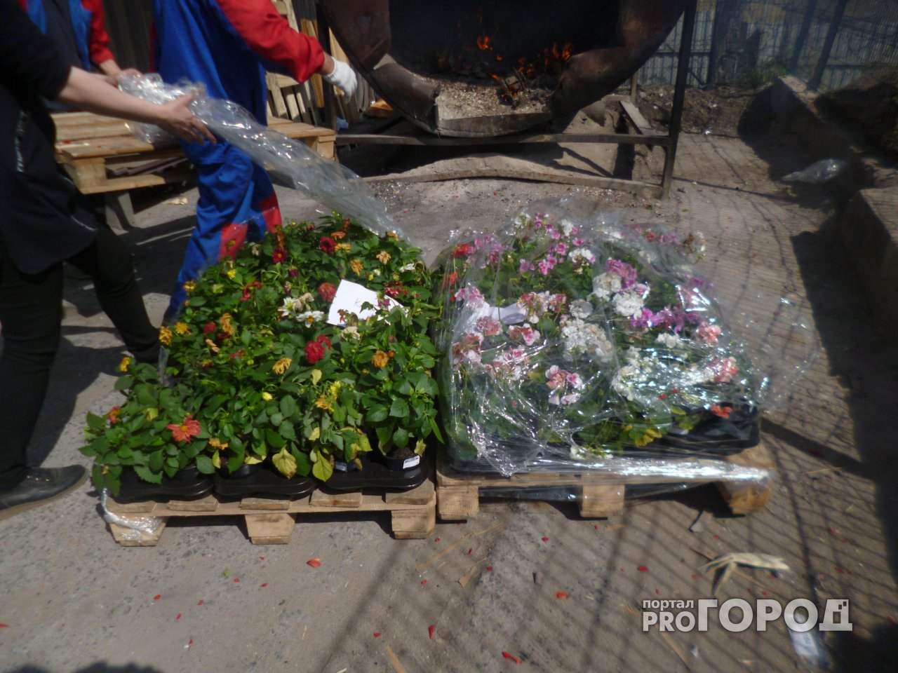 Вирус в цветах: в Ярославле сожгли опасную рассаду