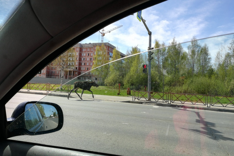 В Ярославле лось перебежал дорогу на красный свет