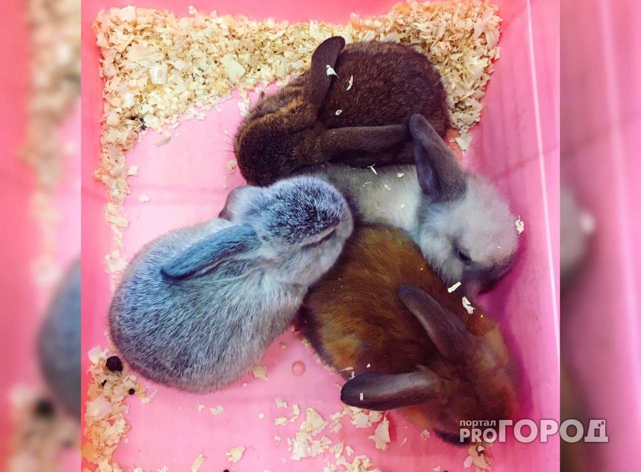 В Ярославской области впервые будут разводить кроликов