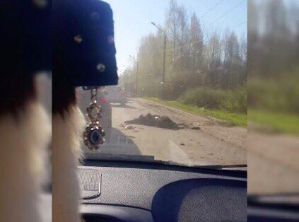 В Ярославской области пассажирский автобус сбил лося: видео