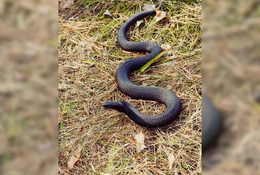 Фото к статье: Детский омбудсмен приказал чиновникам убрать змей из Ярославля