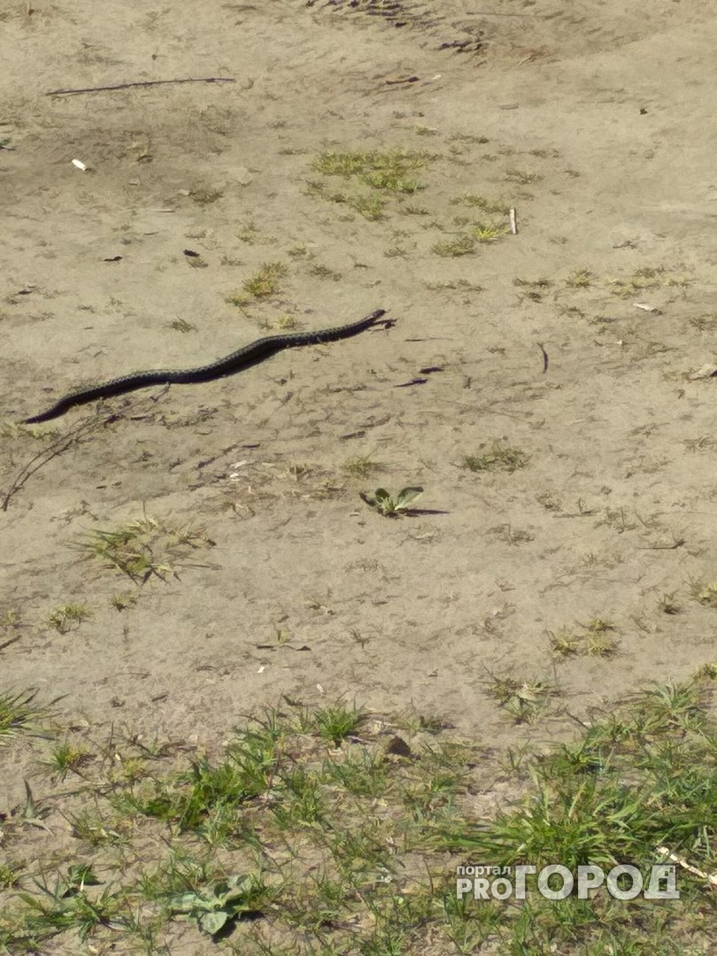 Незваные гости: на пляжи Ярославля выползают огромные змеи. Видео