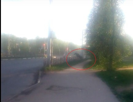 В Брагино лось бросался под машины ярославцев: видео