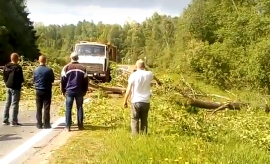 Упавшее из-за урагана дерево перегородило трассу в Ярославской области: видео