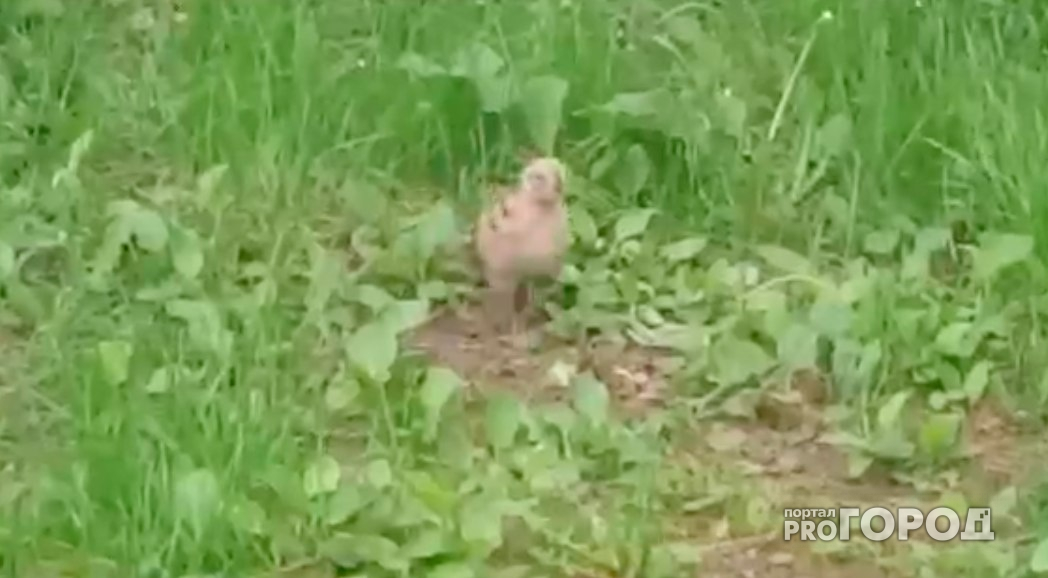 В Ярославле необычный птенец выпал из гнезда: видео