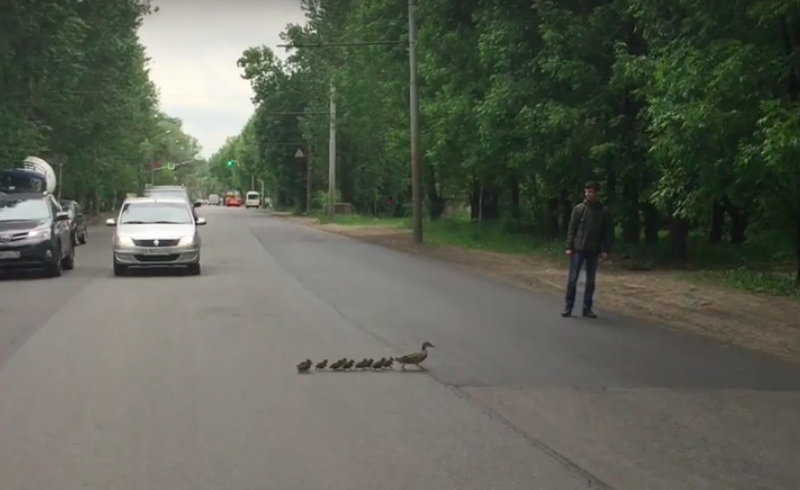 Ярославец остановил машины, чтобы провести через дорогу утку с утятами: видео