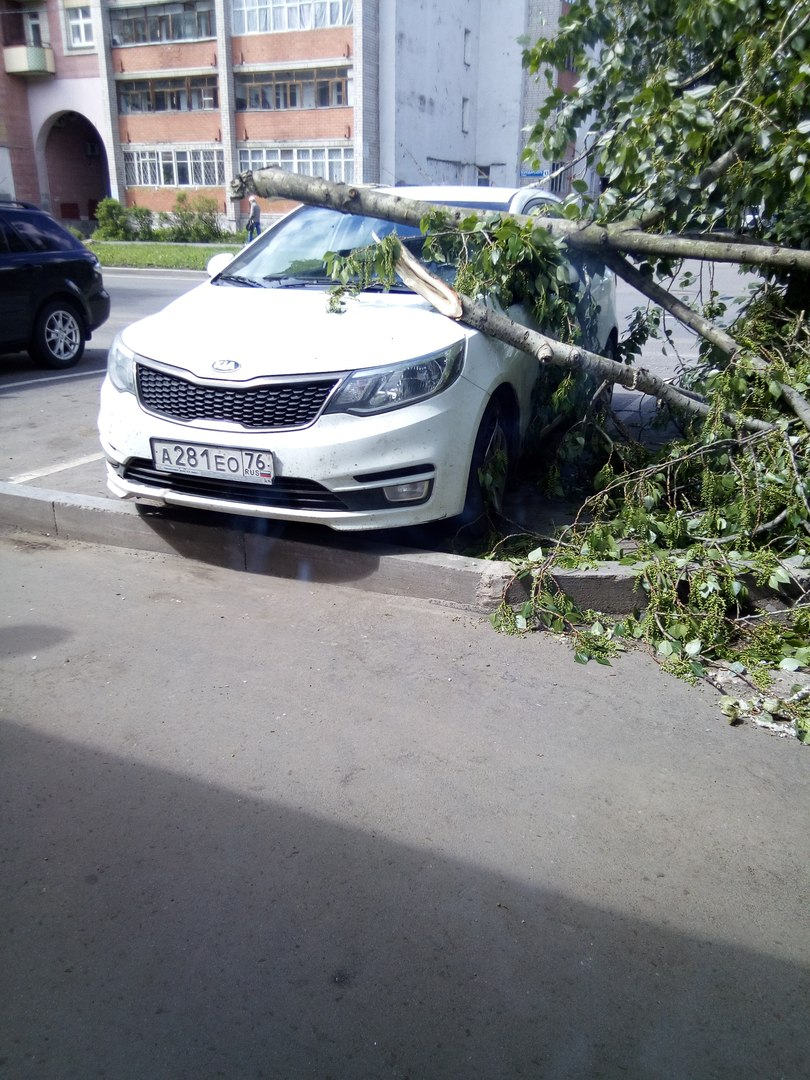 Последствия стихии: в центре Ярославля дерево рухнуло на иномарку
