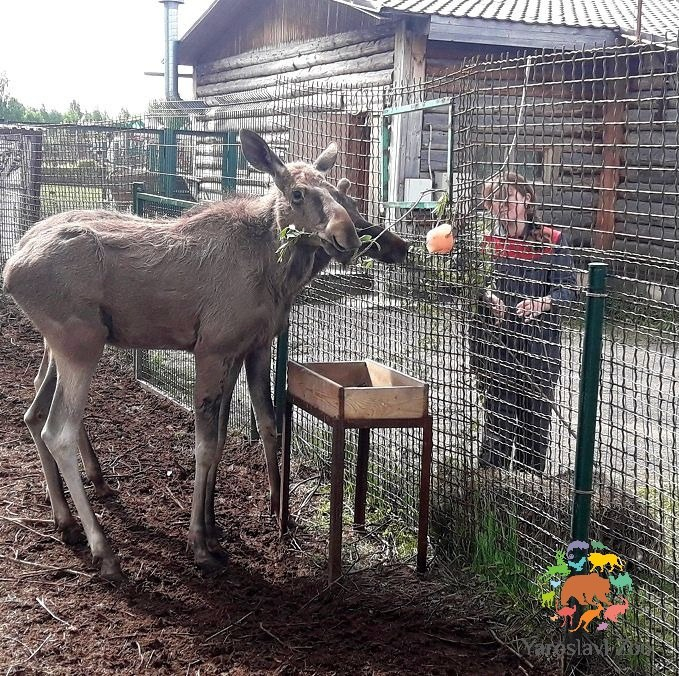 Ярославский зоопарк подарил Москве двух лосят