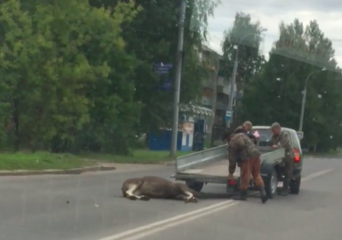 В Рыбинске сбитый машиной лось пытался встать: видео