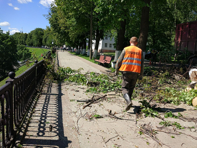 На Стрелке и набережной: в Ярославле спилили более 500 деревьев