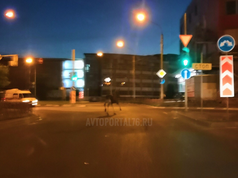 В Ярославле на мост с автомобилями выскочил лось