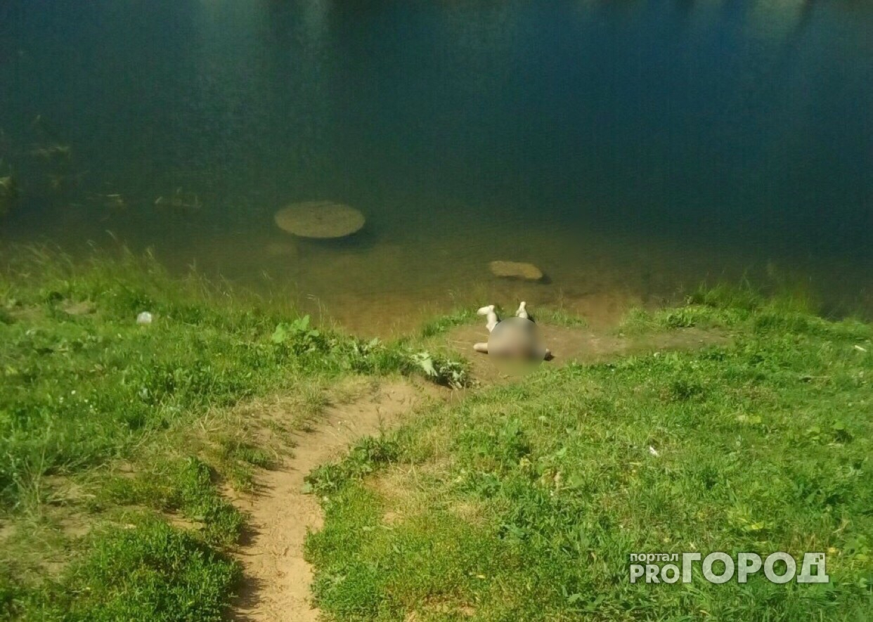 В заволжском пруду Ярославля нашли тело мертвого мужчины: эксклюзивные фото и видео