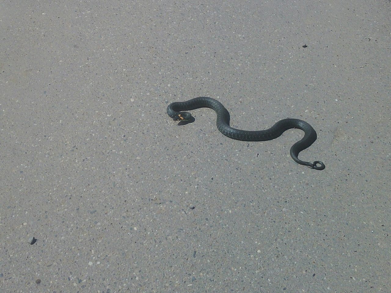 В Ярославле по улицам ползают змеи: где их видели