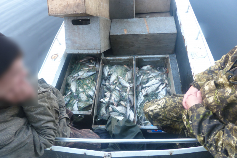Уголовный улов: в ярославском заповеднике браконьеры наловили рыбы на миллион рублей