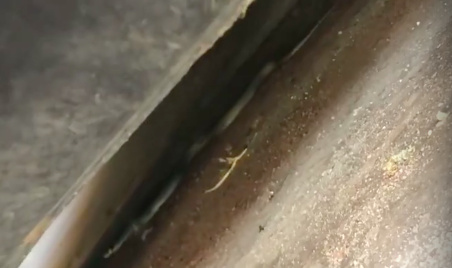 Ярославец нашел в своей машине змею: видео