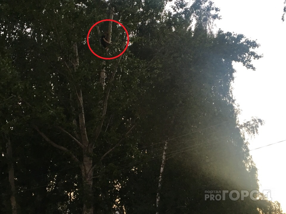 В Ярославле вызвали спасателей, чтобы снять с дерева... подростка: фоторепортаж