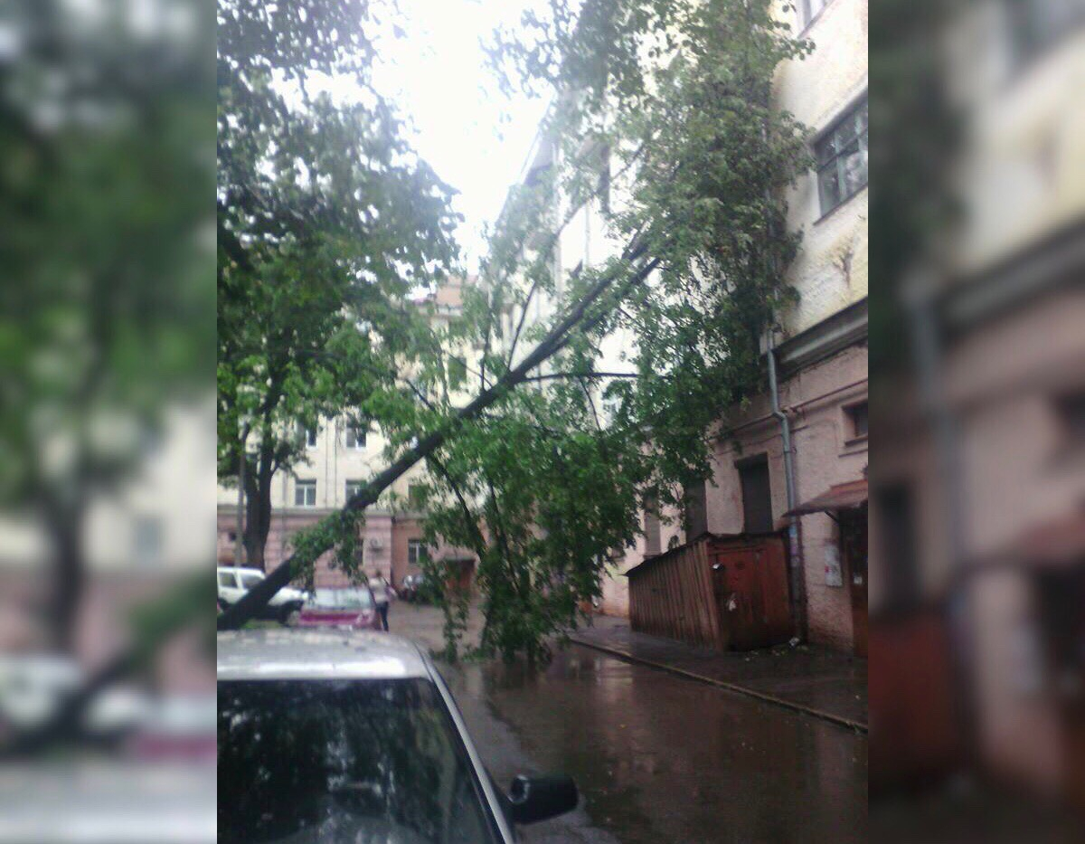 Последствия урагана: в Ярославле дерево рухнуло на пятижтажку